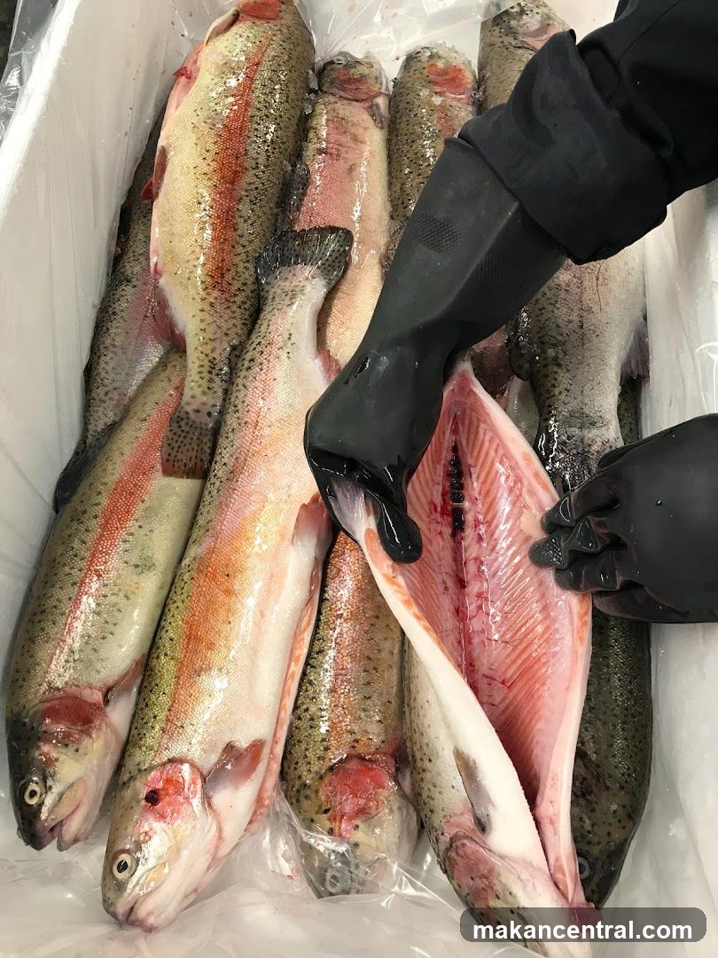 Dish The Fish