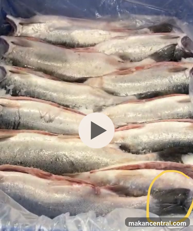 Frozen Fish