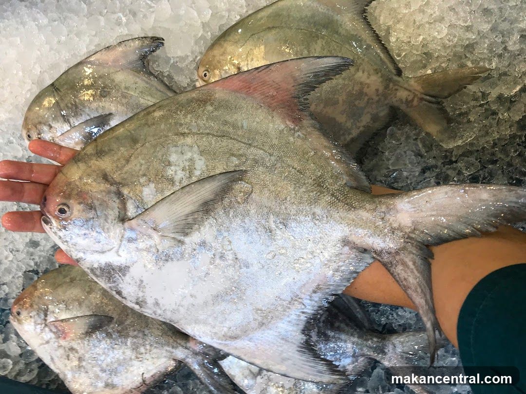 Fresh Fish on Ice
