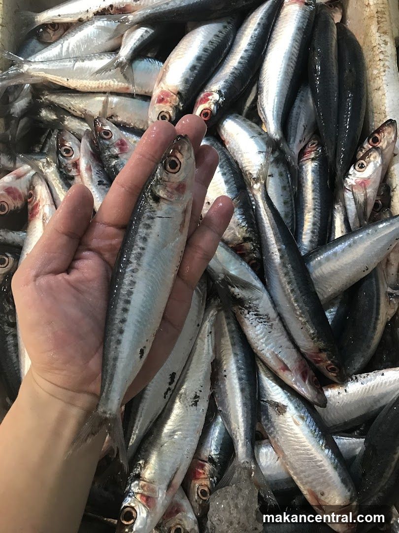 Fresh Sardines