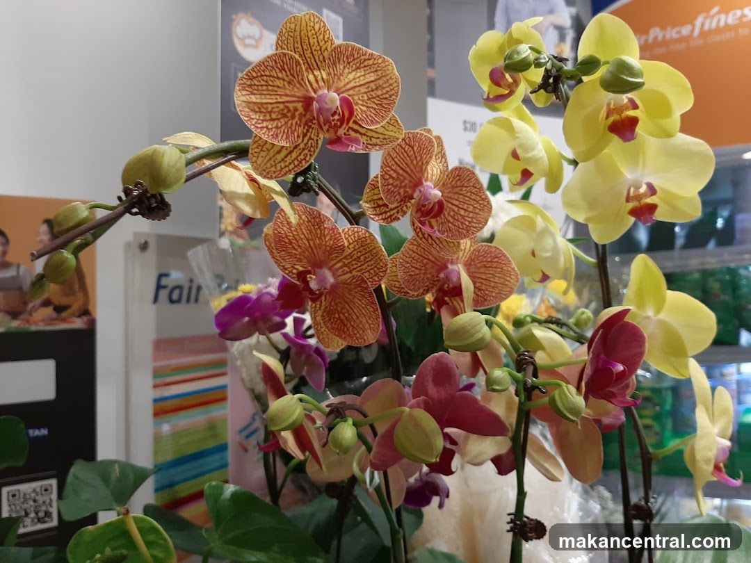 Orchids on Display