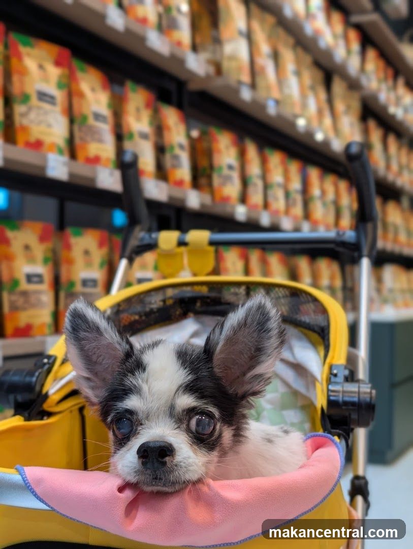 Dog in shopping cart inside store