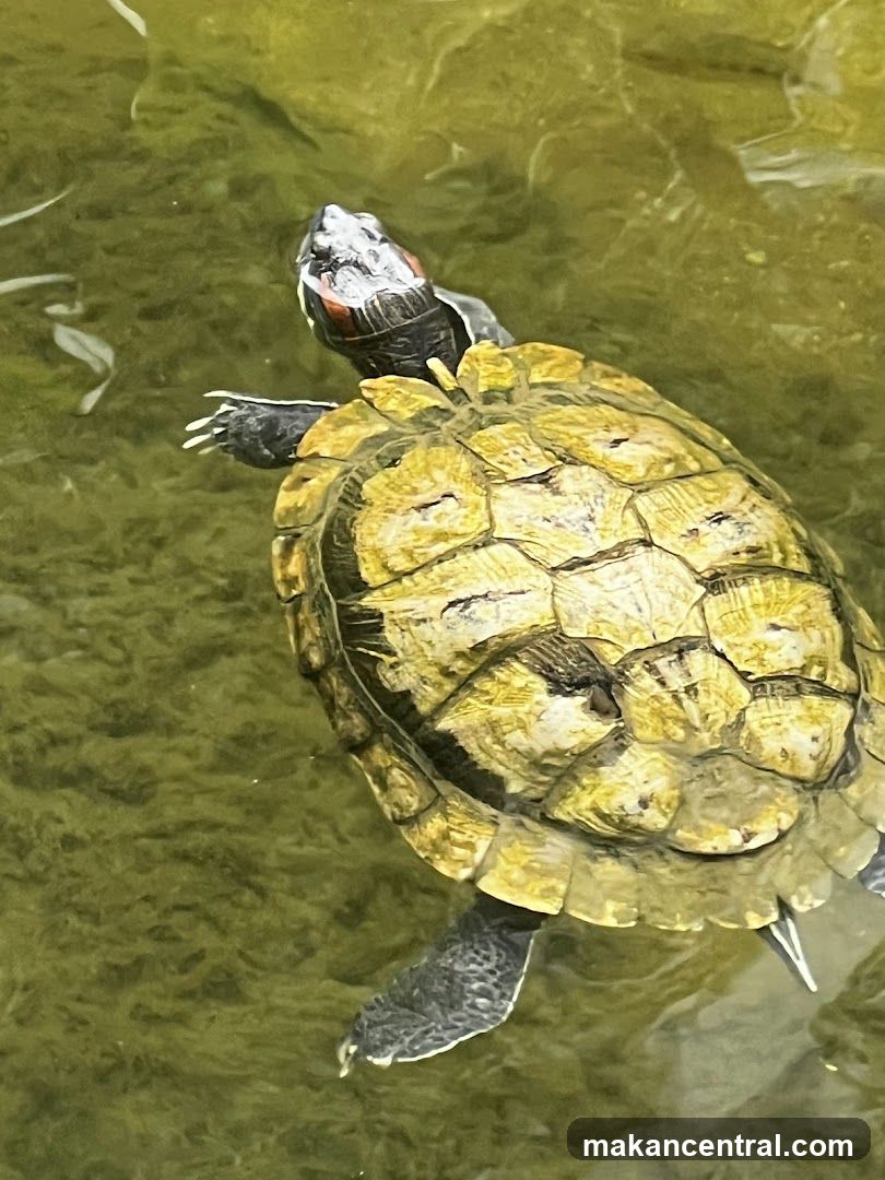 Turtle in water