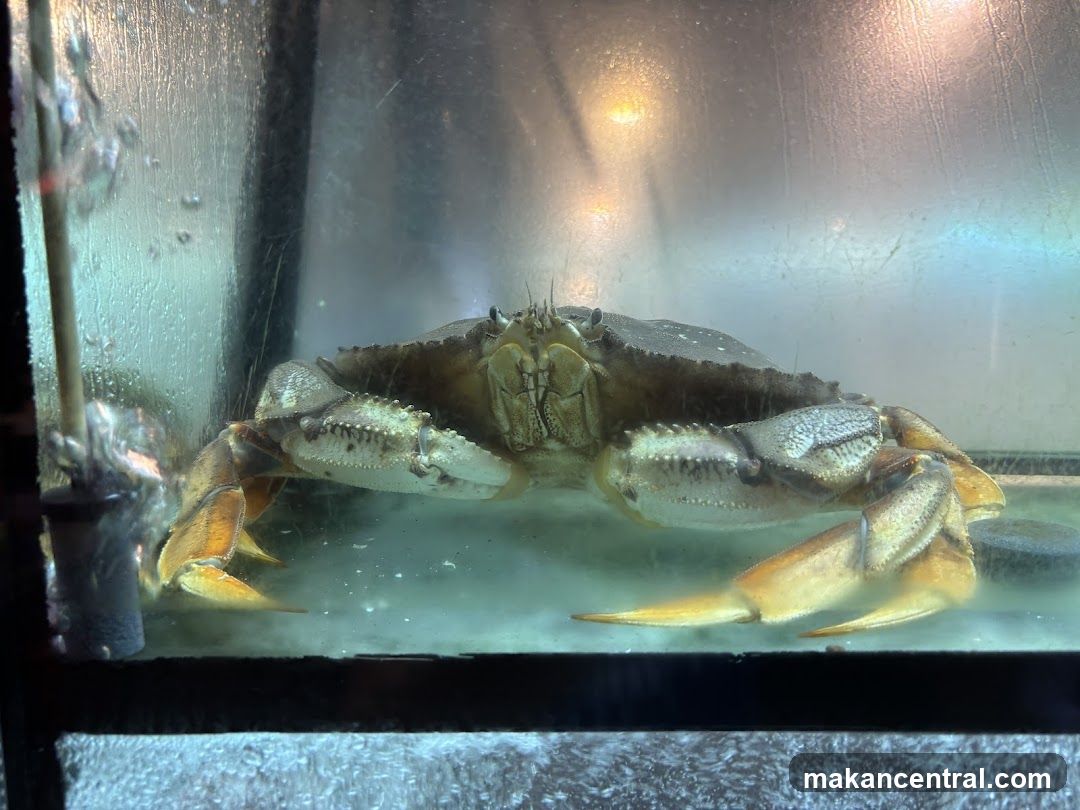 Crab in Tank