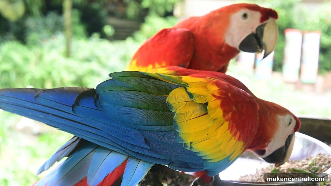 Two Macaws Eating