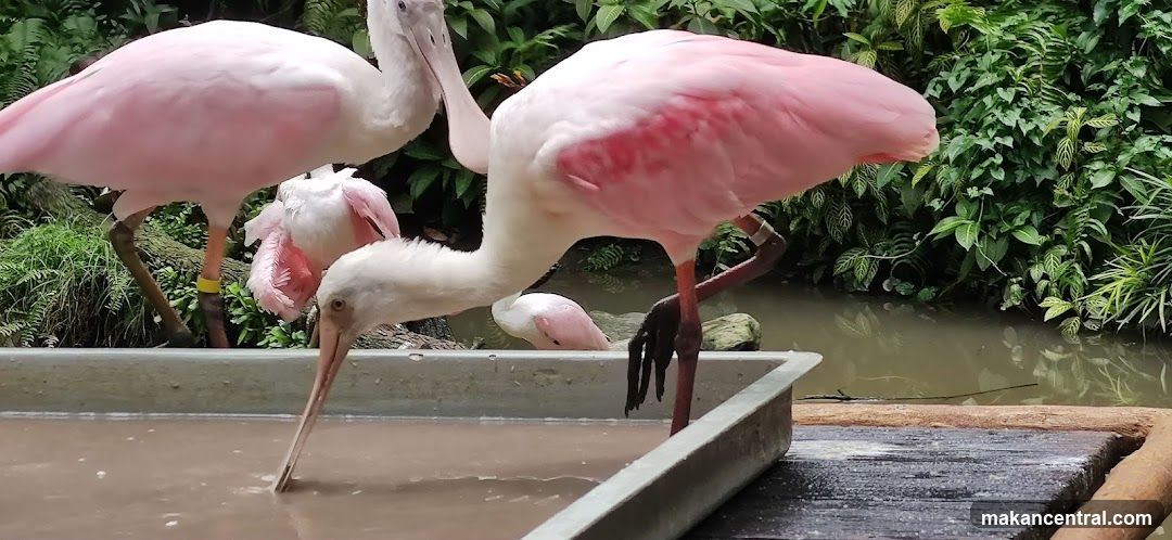 Roseate Spoonbills
