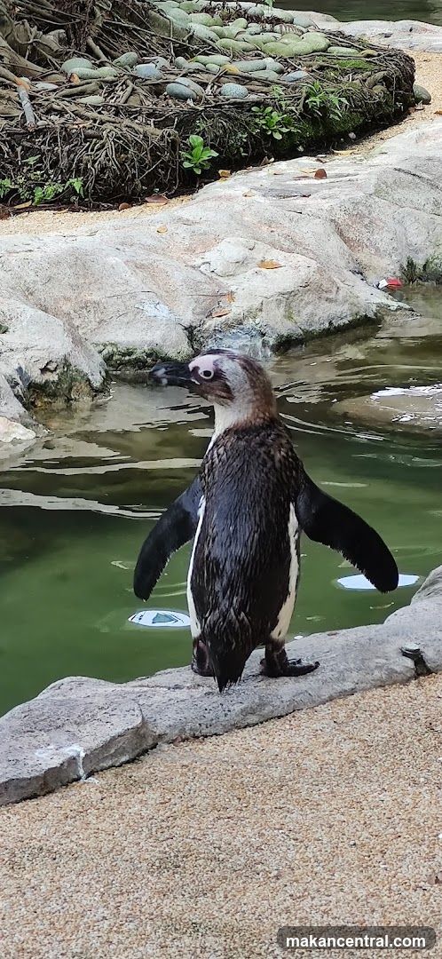 Penguin by the Water