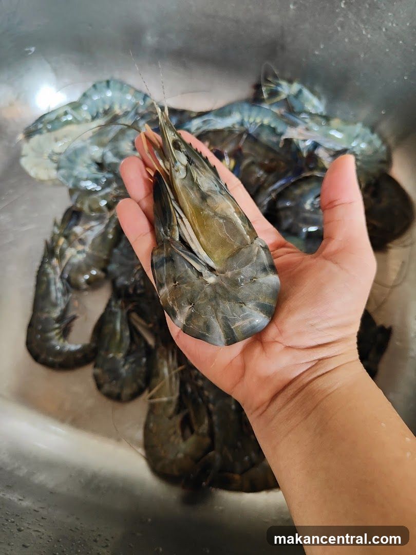 Hand holding a large prawn over a sink full of prawns