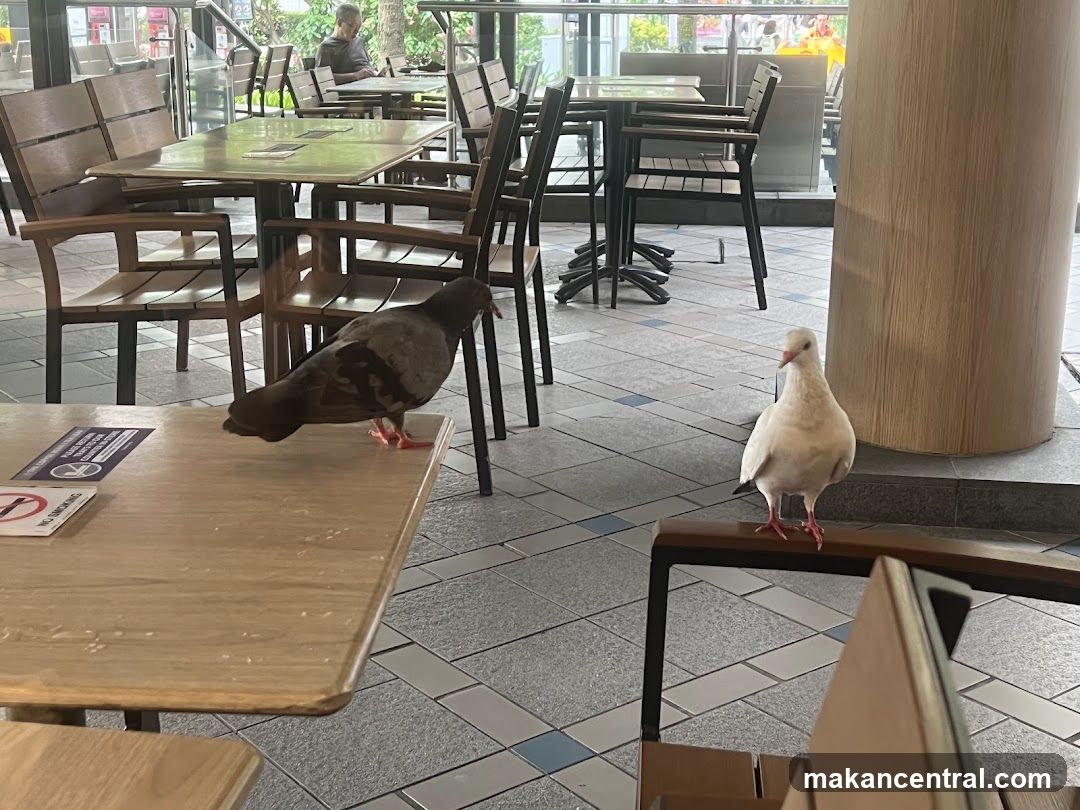 Pigeons in a café interior