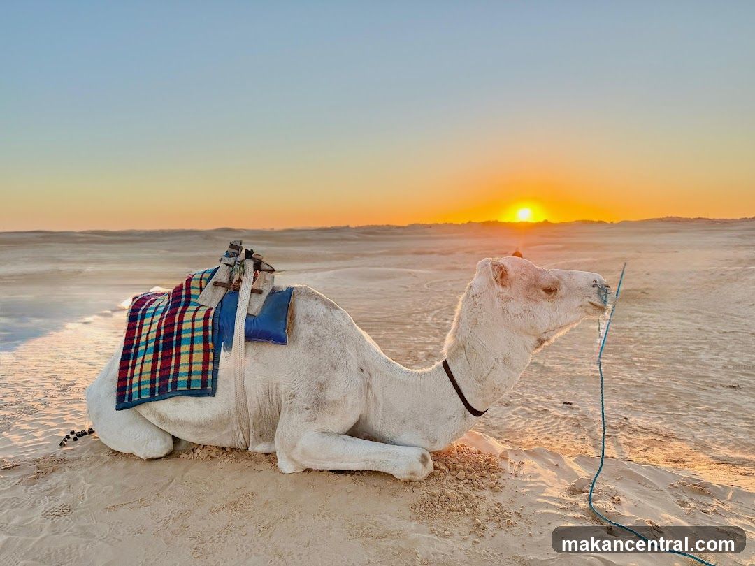 Desert Camel at Sunset
