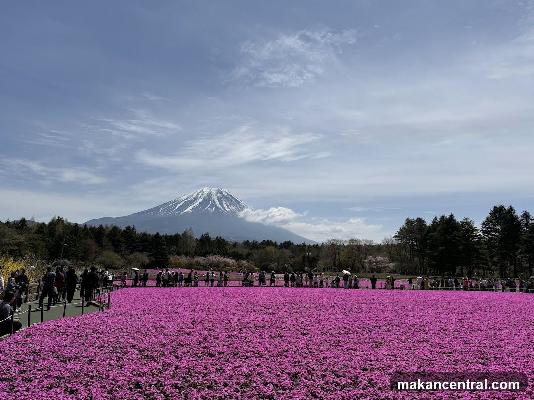 Mount Fuji with Pink Flower Field
