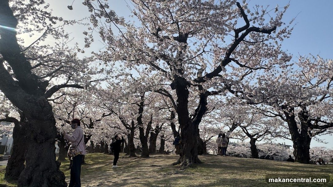 Cherry Blossom Park