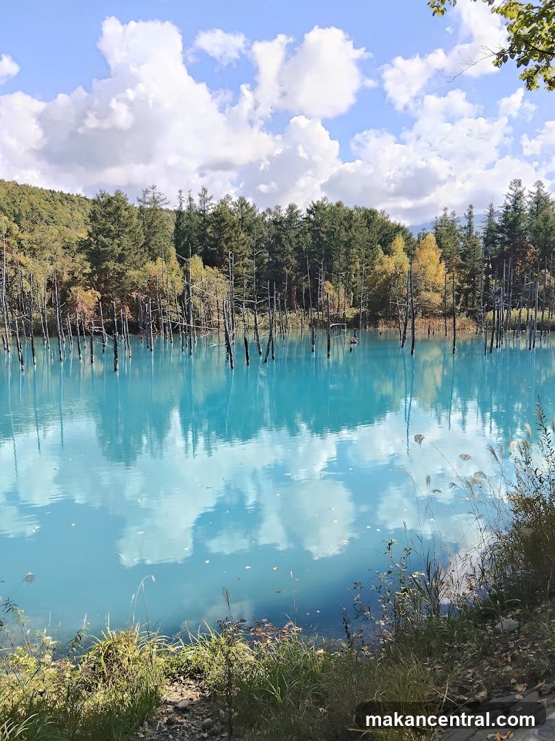 Lakeside Forest View