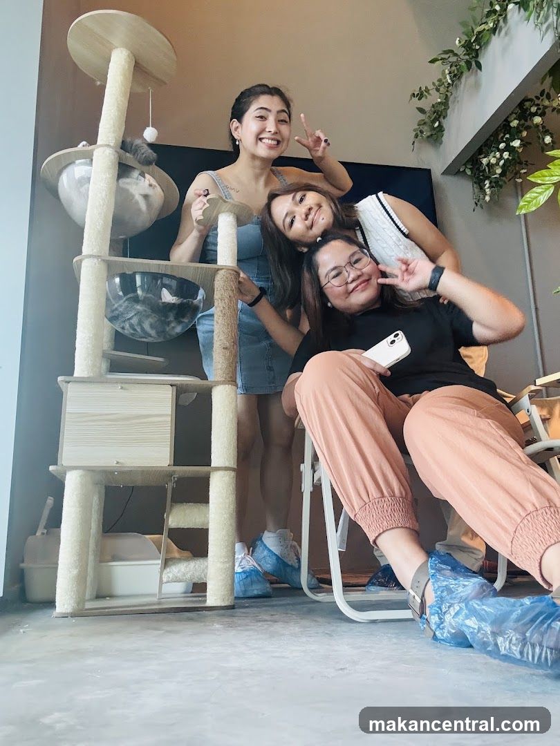 Three women posing with a cat tree
