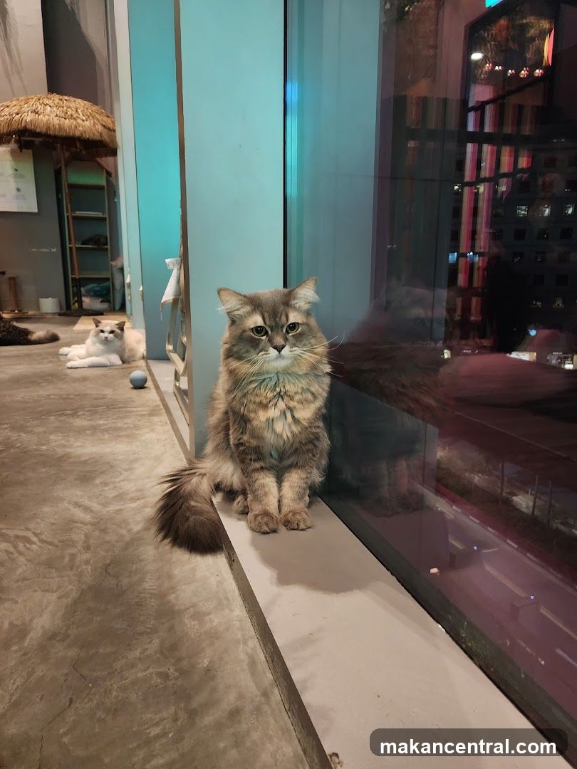 Cat sitting on a ledge