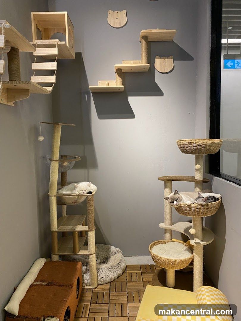 Cats relaxing in a cat cafe