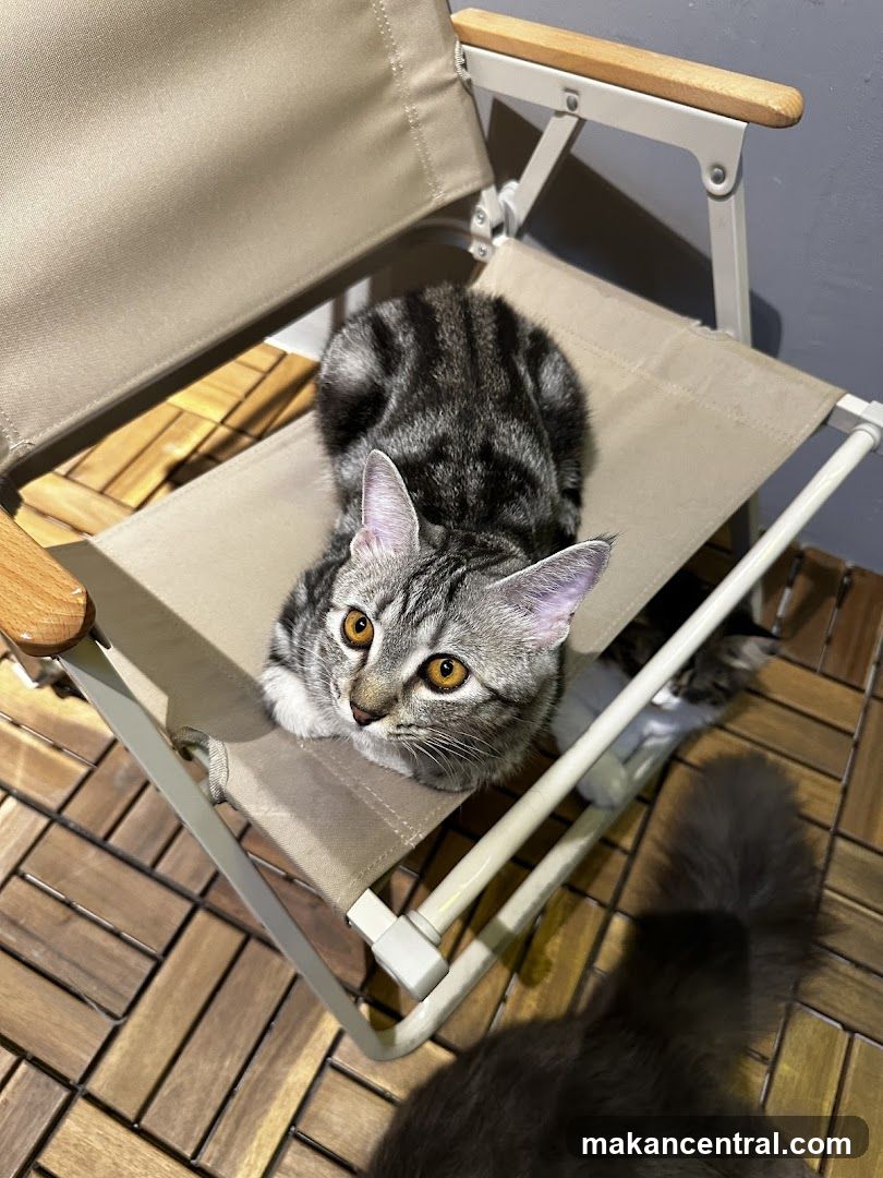 Cat on a chair