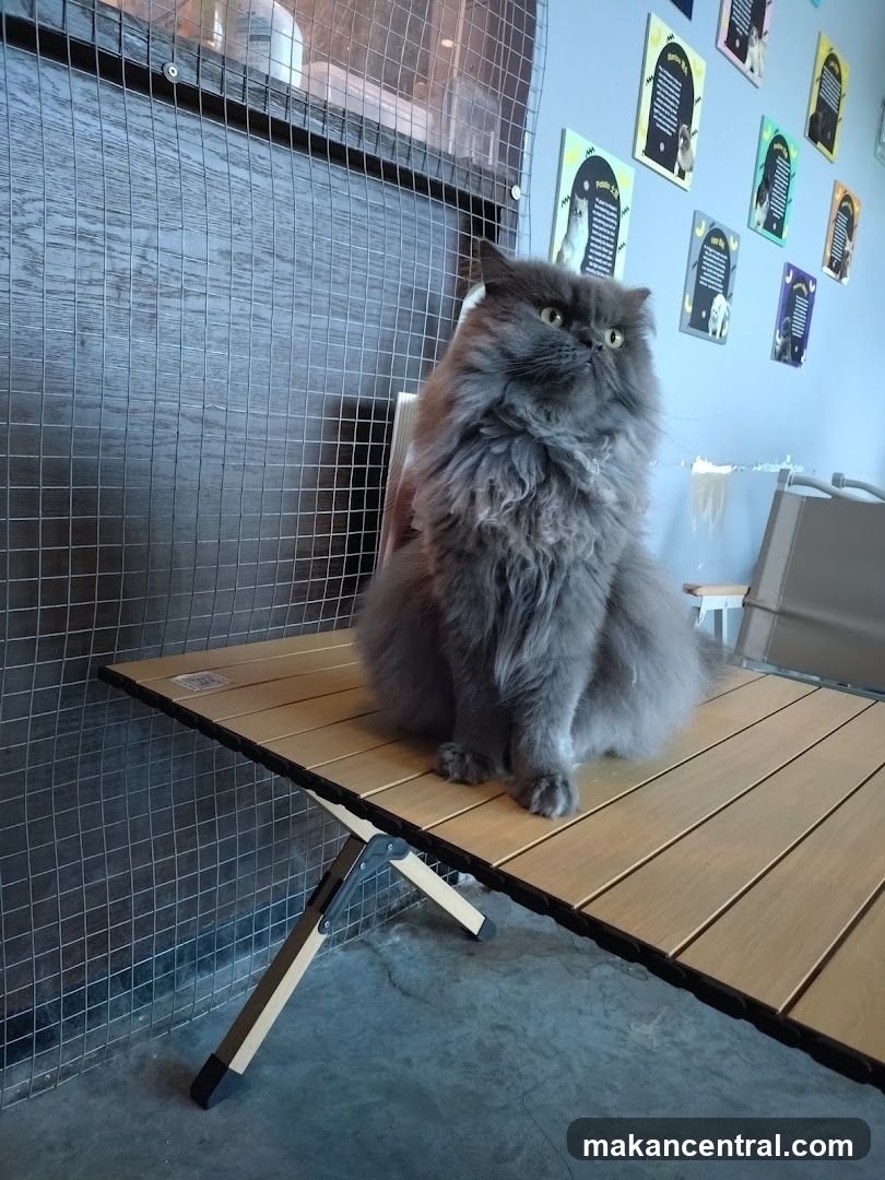 Fluffy gray cat sitting on a table