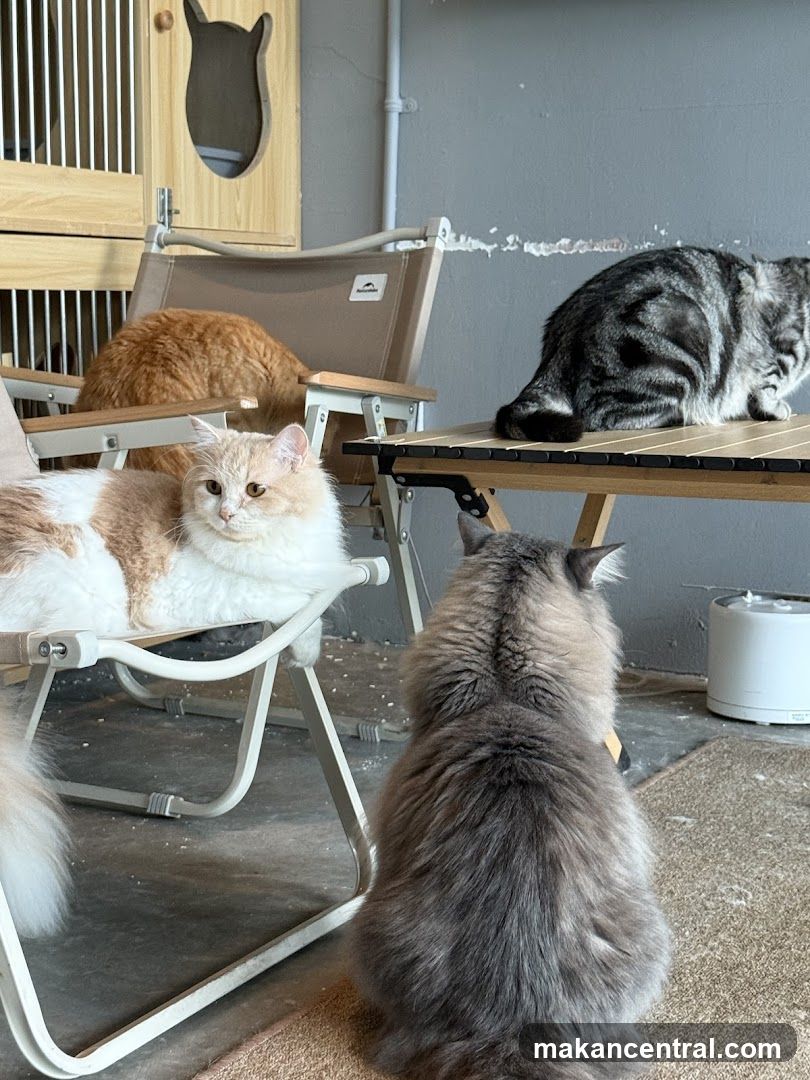 Cats relaxing in a cafe