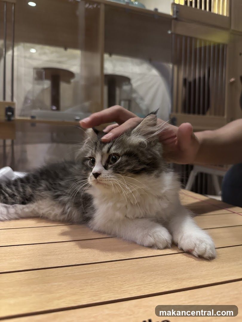 Cat being petted