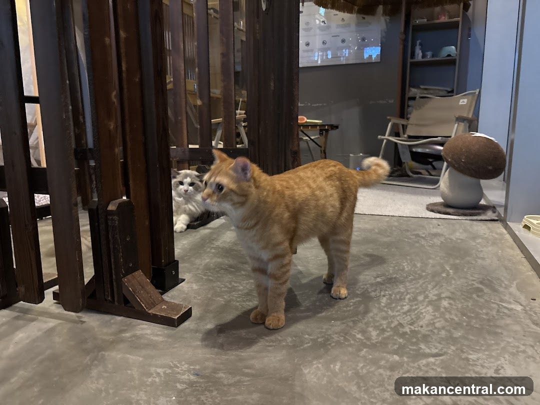 Cats in a cafe