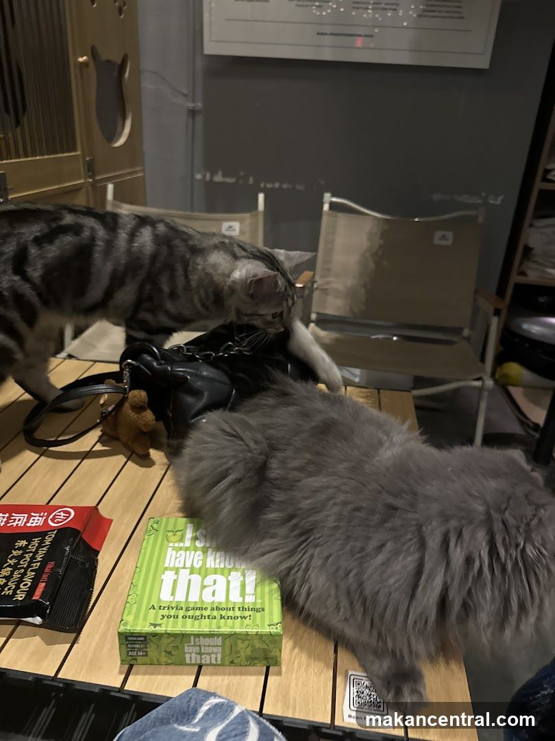 Cats and Game on Table