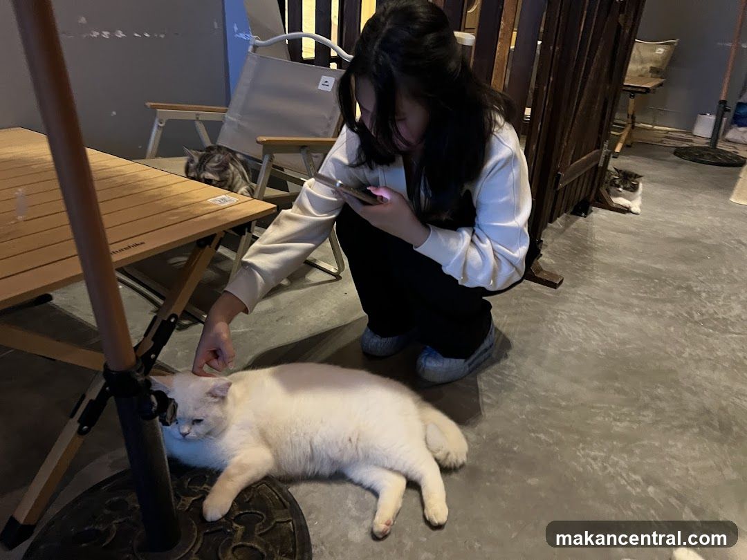 Woman petting a cat in a cafe