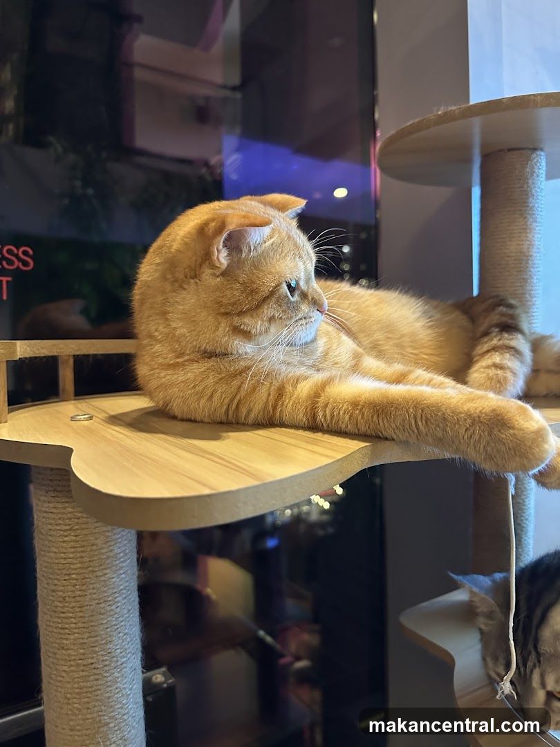 Orange cat resting on a cat tree