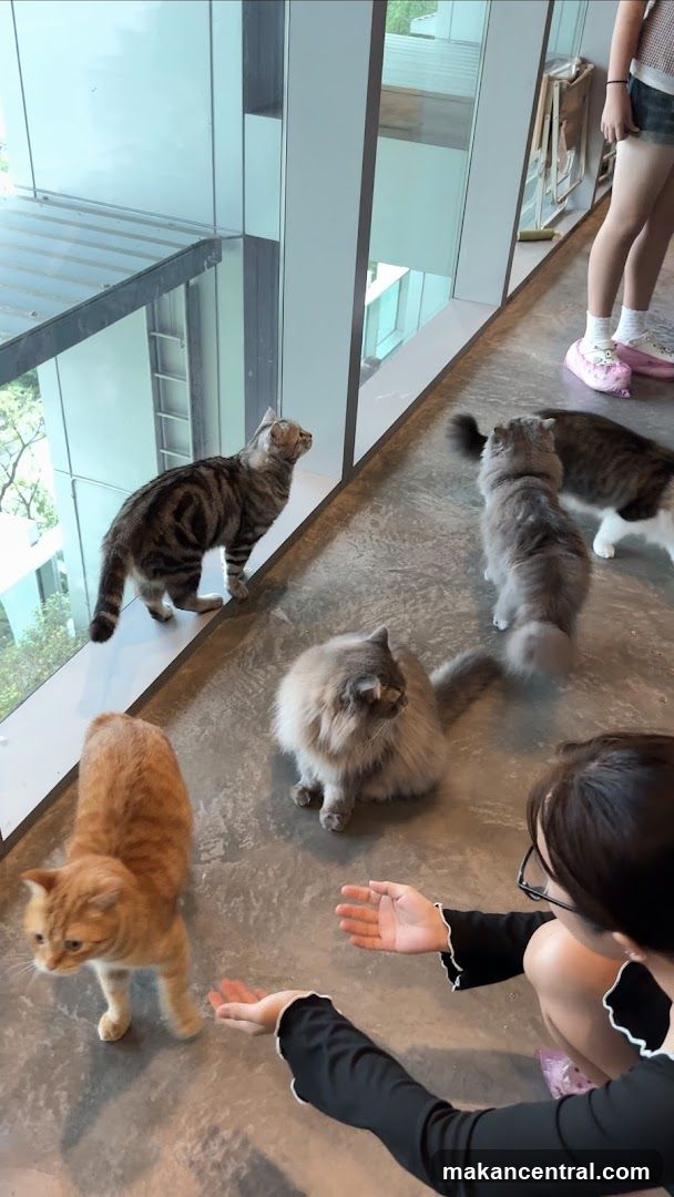 Cat Cafe Interior