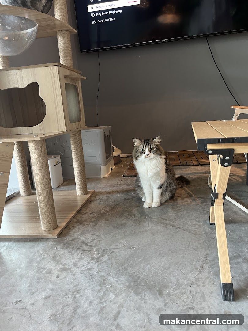 Cat in a room with cat tree and TV