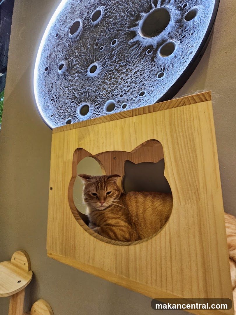 Cat in a wooden enclosure with moon decor