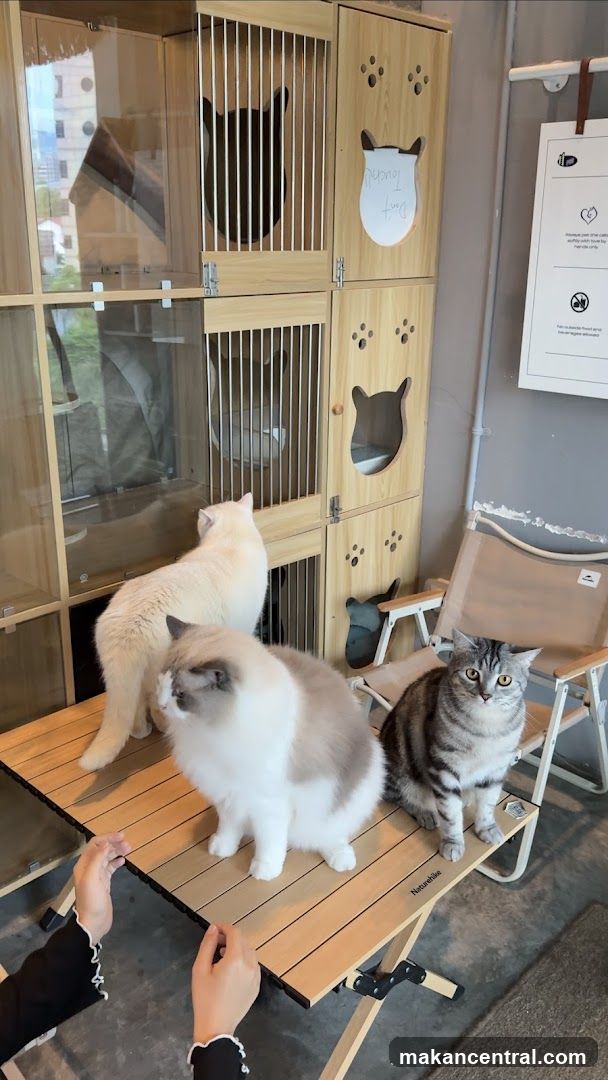 Cat Cafe Interior