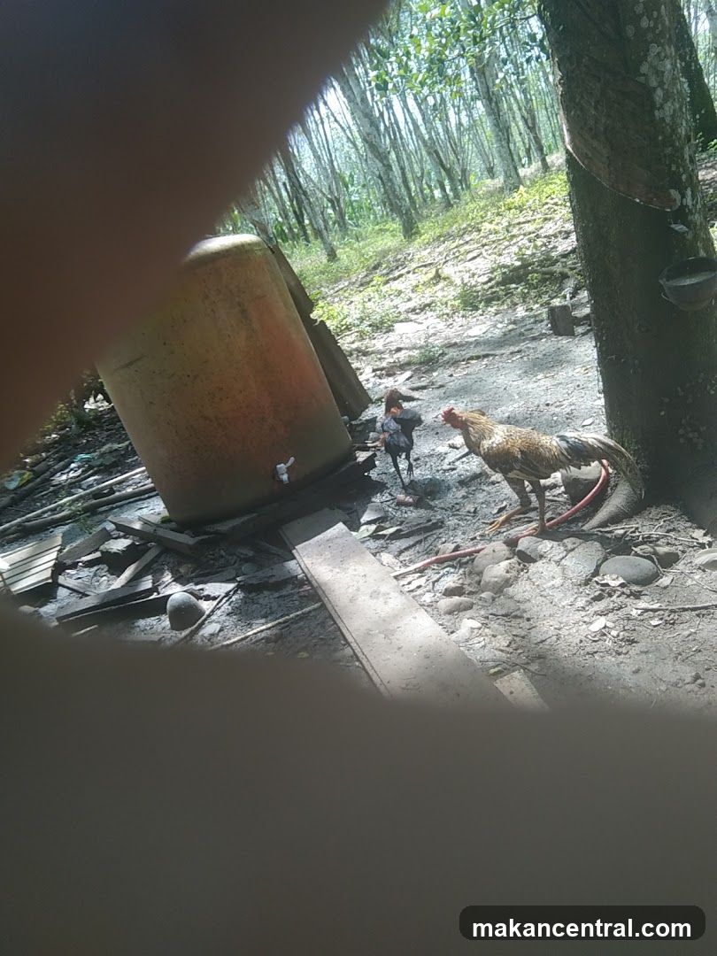 Chickens in a wooded area