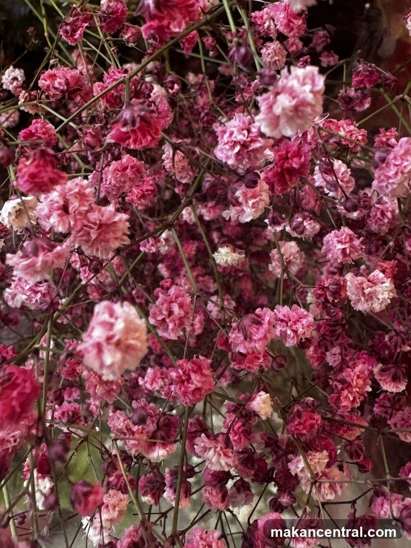 Pink Baby's Breath Flowers