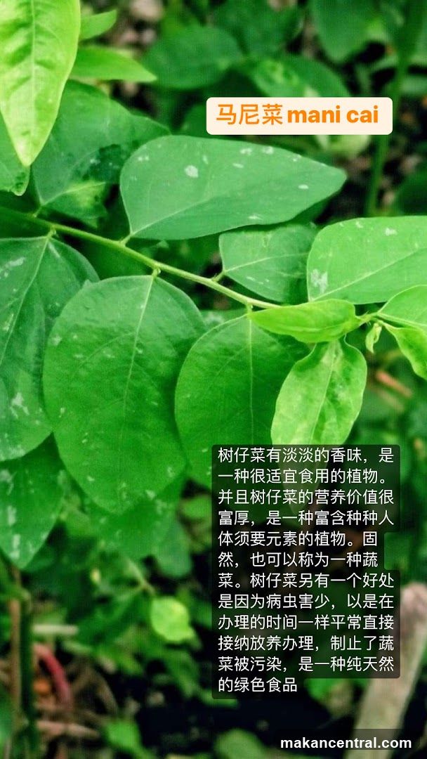 Mani Cai