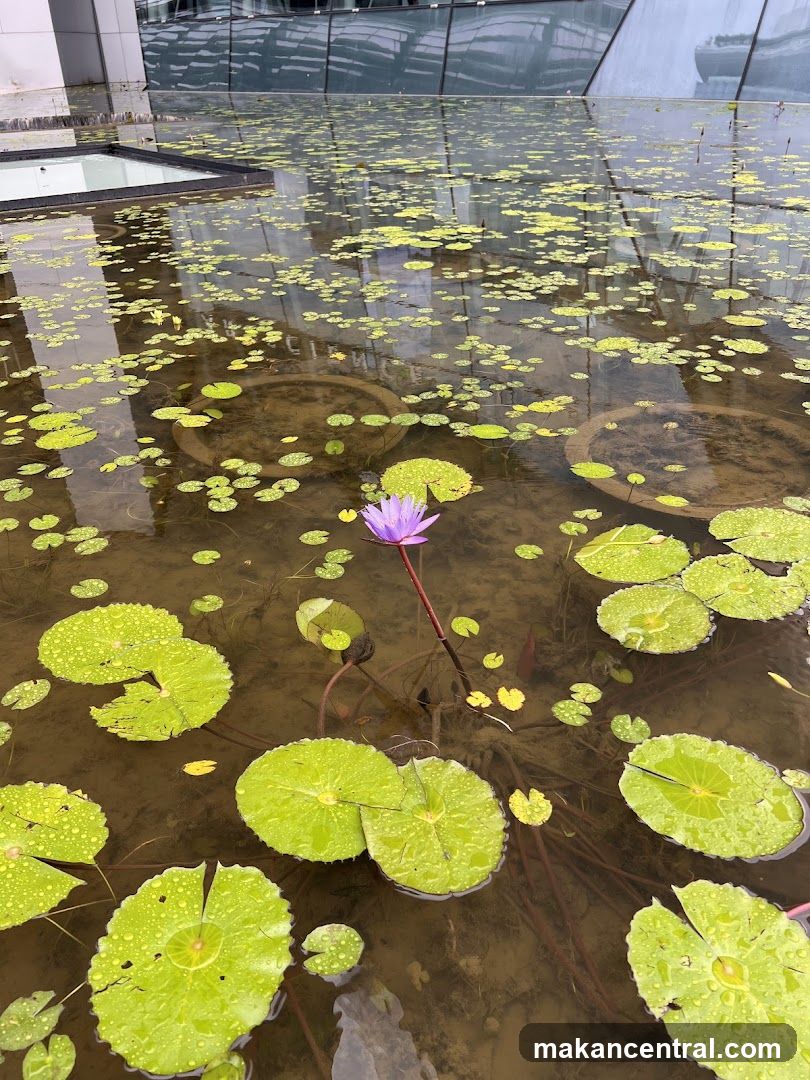 Water Lily Pond