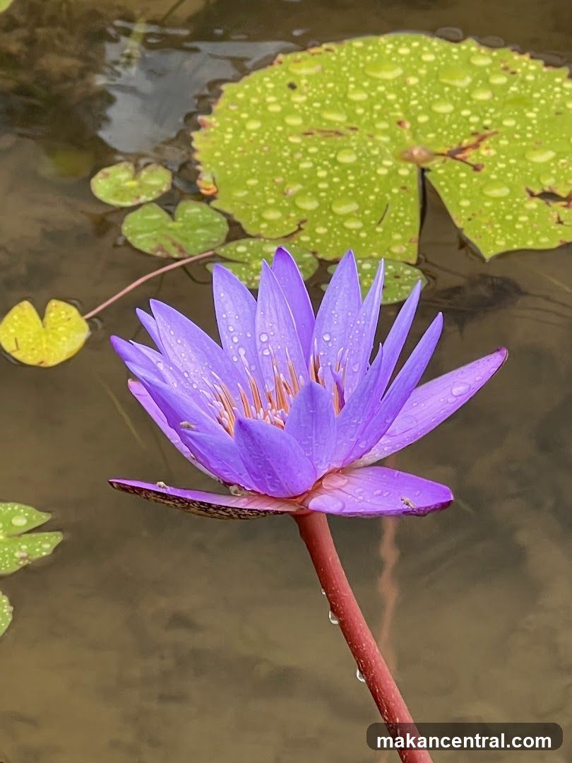 Purple Water Lily