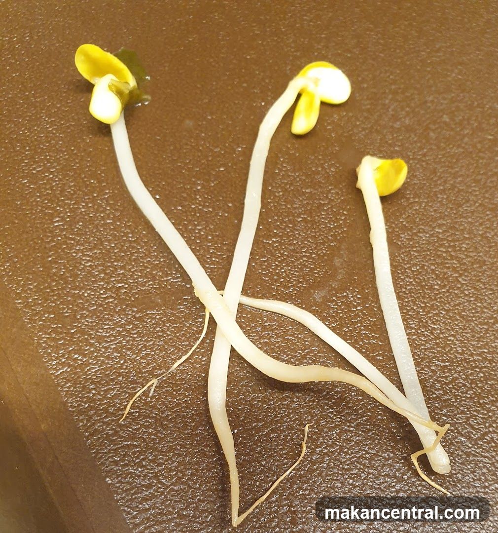 Soybean Sprouts