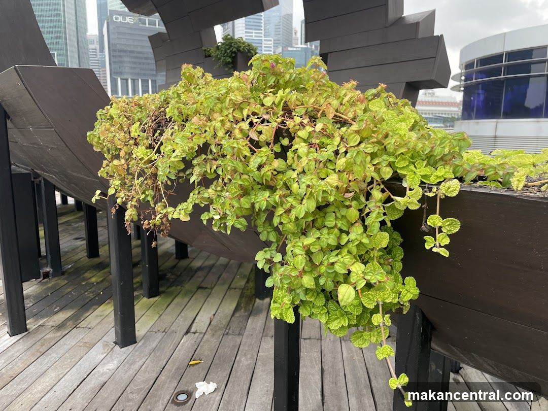 Outdoor planter with lush greenery