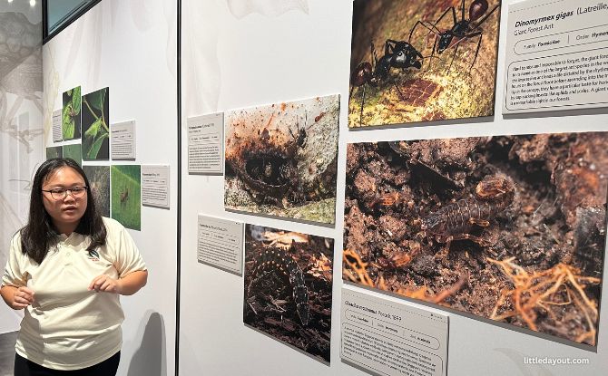 Hidden World: Creepy Crawlies stays free at Fort Canning until March 2027