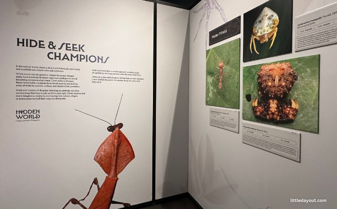 Hide and Seek Champions wall at Hidden World Creepy Crawlies of Singapore, Fort Canning Centre