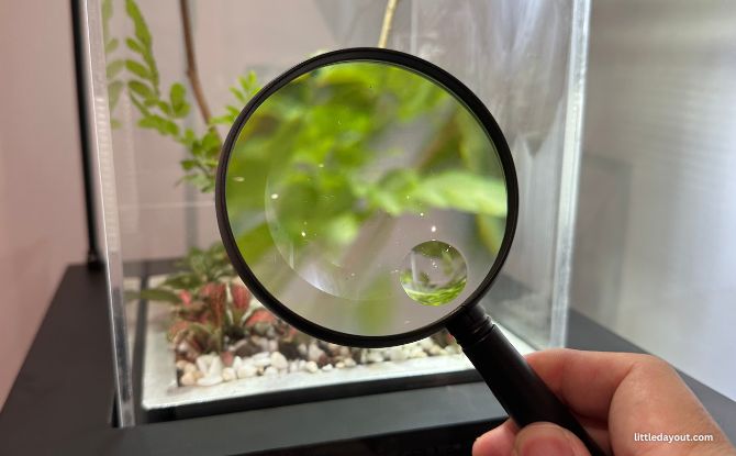 Live insect tank with magnifying glass at Fort Canning Centre exhibition